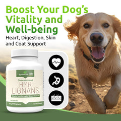 Lignans For Life : gélules 20 mg, dose adaptée pour chiens moyens.
