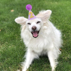 Chapeau Lingana avec sangle reglable, ajustement sûr pour chiens et chats.
