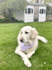 Chien portant le bandana violet Lionet Paws, look festif et élégant.