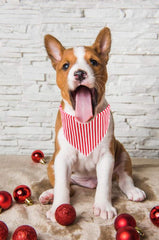 Lionet Paws bandana coton doux, toucher agréable au quotidien.