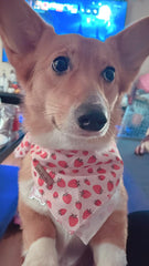 Bandana Lionet Paws triangle rose, style distinct pour chien.