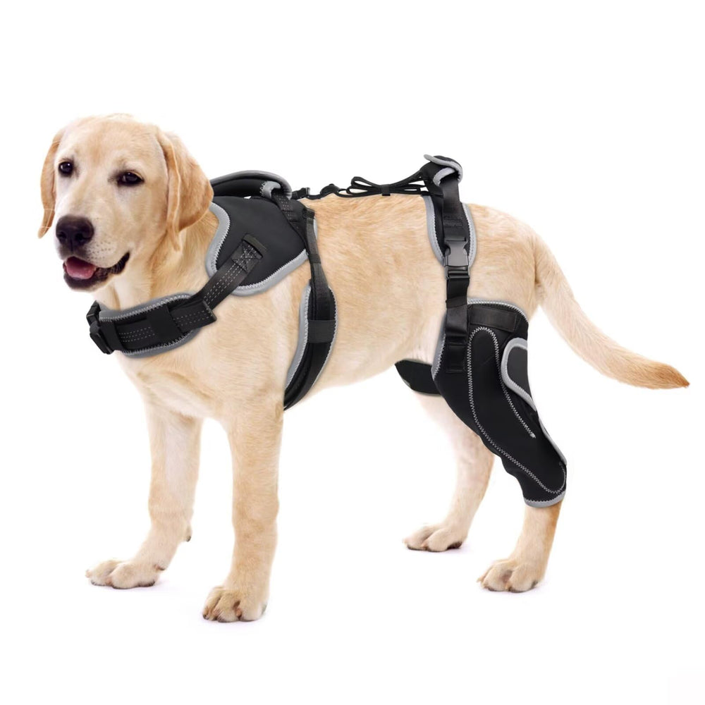 LISPOO Attelle Genou Chien – genou arrière gauche, soutien stable.