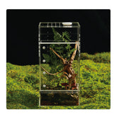 Terrarium acrylique LIZ QNNALY préassemblé, horizontal prêt à l'emploi.