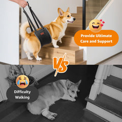 LOOBANI aide mobilité chien arrière pour lever et marcher