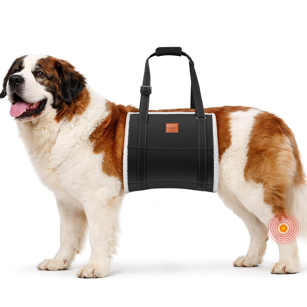 LOOBANI Sangle: soutien des pattes arrières pour la mobilité des grands chiens.