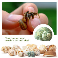 Coquilles naturelles Lucky Baby non peintes, respectueuses de l’environnement.