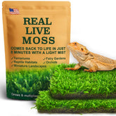 LUCKYRUNES mousse vivante dans terrarium pour reptile, texture naturelle et humide.