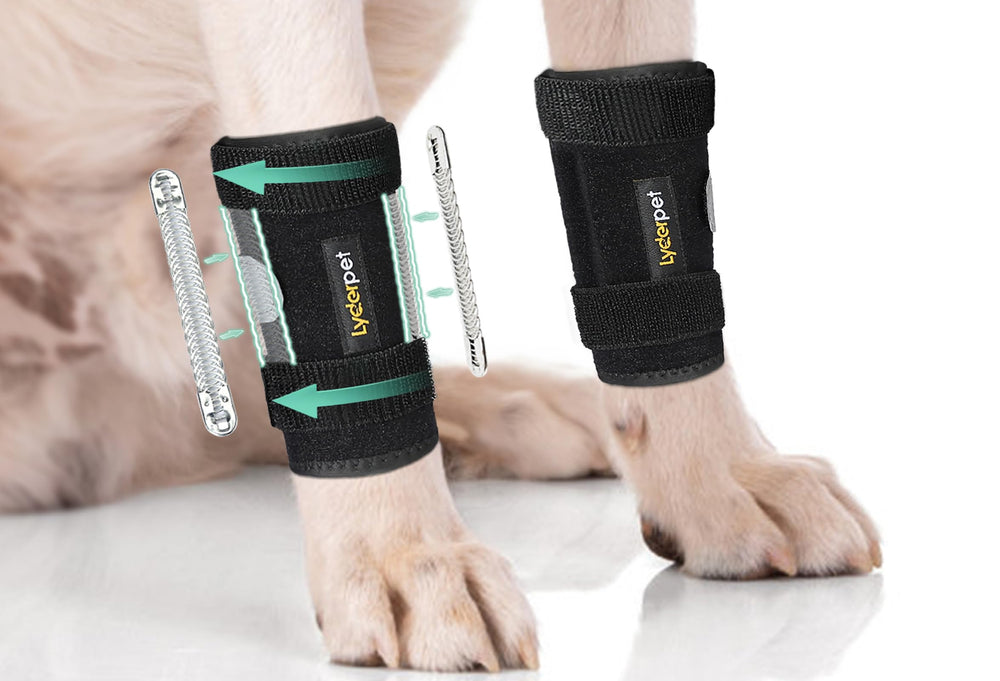 Lyderpet orthèse patte avant chien offre stabilité et confort