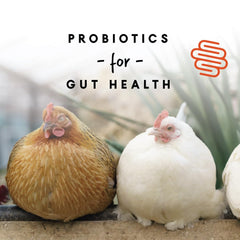 Calcium et vitamines Manna Pro pour os solides et coquilles robustes