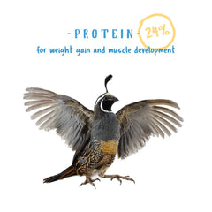Manna Pro Gamebird Showbird Crumbles oiseaux en train de manger dans le poulailler.