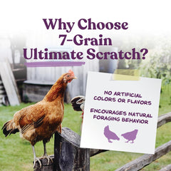Manna Pro sept-grains scratch, maïs violet et grain variés pour énergie quotidienne des poules.