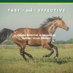 Cheval calme dans l’écurie grâce aux pellets U-Gard pour le confort digestif.
