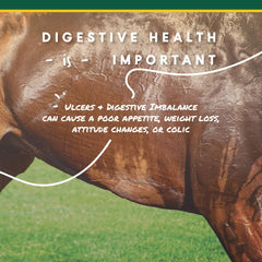 Pellets U-Gard servis dans la ration quotidienne du cheval.
