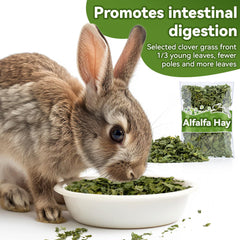 MAQIHAN lapin savourant foin d'alfalfa tendre et aromatique.