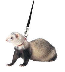 Harnais Marshall pour furet avec laisse de 48 pouces noir, sécurité et confort lors des sorties.