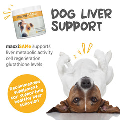 Cuillère de dosage maxxipaws maxxisame, mesure précise pour une administration facile.