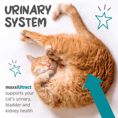 Maxxipaws maxxiuttract utilisation quotidienne : soutien du système urinaire