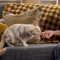 Chat appréciant Meow Mix Irresistibles lors d une pause gourmande