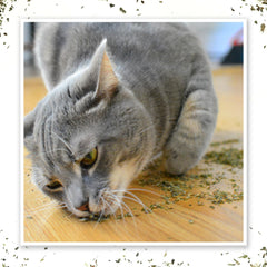 Chat explorant Meowijuana Purrple Passion lors du jeu et de l’exploration.