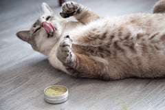 Poudre Meowy Janes Silver Vine sur tapis pour encourager le jeu quotidien.