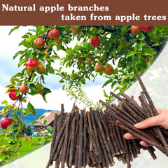 MIALEXO bâton pomme dentition stimule le grignage et l'usure légère.