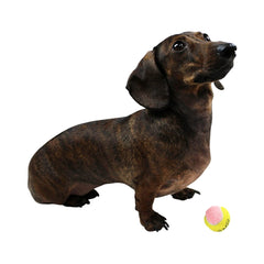 Balles de tennis Midlee XS pour chien, diamètre 1,5 pouce, adaptées petites races.