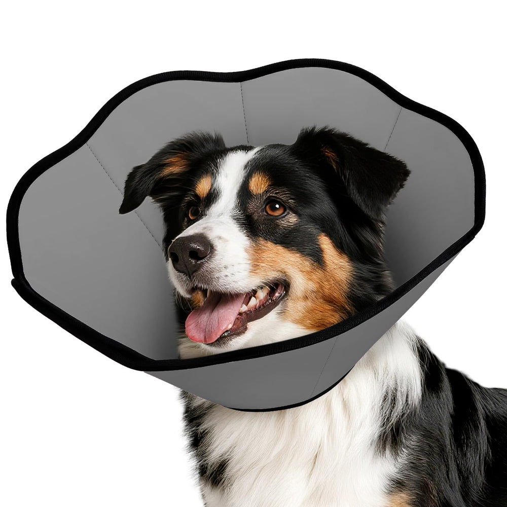MIDOG collier-cone après chirurgie protège la plaie en douceur.