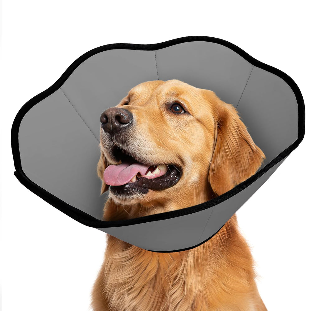 midog collier-cone apres chirurgie protège les plaies lors du rétablissement.