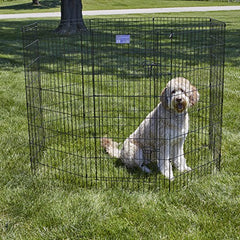 MidWest Homes for Pets – porte grande ouverte, accès facile durant le jeu.