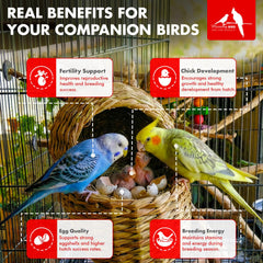 Poussins en croissance nourris par Morning Bird Breeders Blend.