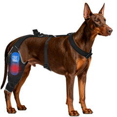 Orthèse Moysoon genou chien pour soutien et mobilité