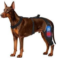 Moysoon genouillère pour chien, brace arrière gauche XL, stabilité pendant la marche.