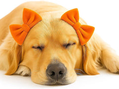 mqajdv serre-tête noeud-double orange pour chien, idéal pour les photos