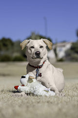 Texture peluche douce sur Lamb Chop pour chien.