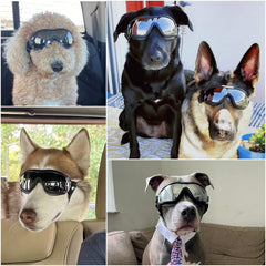 Lunettes NAMSAN pour chien anti-reflets, vision plus nette en extérieur.