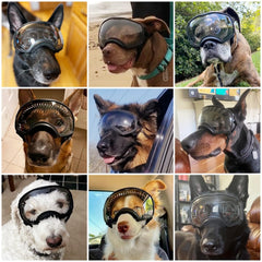 Lunettes NAMSAN anti-UV 400 protègent les yeux du chien pendant les sorties.