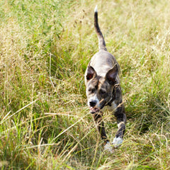 Nature's Recipe coupe dinde-orge, repas complet pour chien.