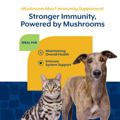 NaturVet Mushroom Max – queue de dinde en gros plan, soutien immunitaire potentiel.