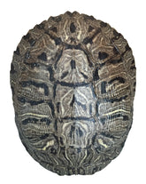 Coquille tortue d'étang Nautical Beach Decor 6-8 pouces décorative et authentique pour étagère.