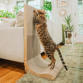 Necoichi grattoir mural en carton pour chats d’intérieur, favorisant un griffage propre sur le mur