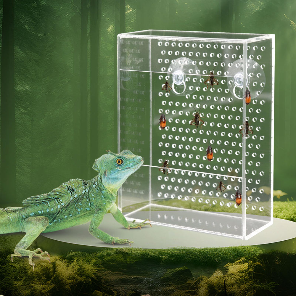 Neeenn alimentateur-reptile-boite-transparente, nourrir sans évasion