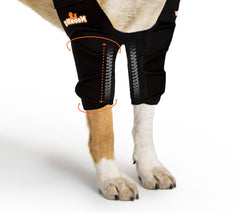 NeoAlly chien porte l'orthèse de coude avec inserts métalliques pour soutien.