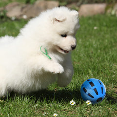 Nerf Dog balle sécurité bleu, idéale pour des jeux sûrs et contrôlés.
