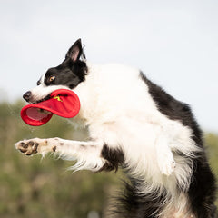 Nerf Dog Nylon Flyer sécuritaire pour chiens, conçu pour des heures de jeu familiales