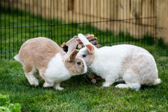 New Country Organics granulés lapin: sans soja, choix sûr pour petites bouches.