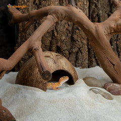 Niteangel cache-reptile coquille coco surface lisse, refuge sûr dans le terrarium.