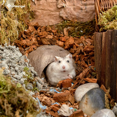 Niteangel cache-reptile coquille coco décoration terrarium naturelle et apaisante.
