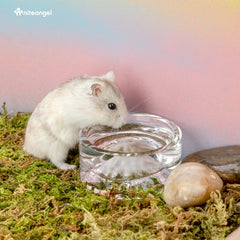 Gobelet verre anti-renversement Niteangel pour hamster et petits rongeurs.