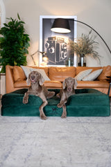 Base du lit NOAH & PAW 6 pouces offrant soutien stable.