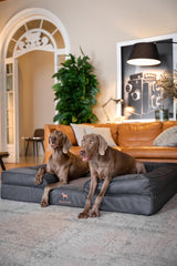 NOAH & PAW lit-chien XXL mousse mémoire et gel frais pour un confort nocturne.